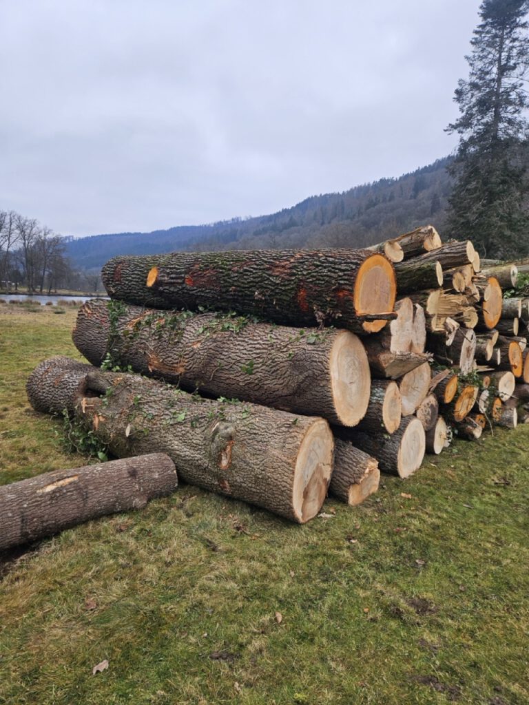 Groß (20250206_115304)